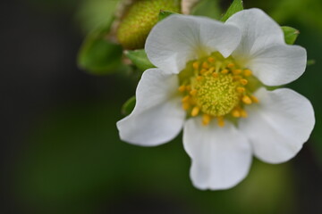 strawberry flowers close up, macro white strawberry flower