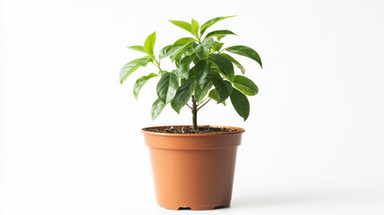 Obraz premium Potted green plant with vibrant leaves against a simple white background
