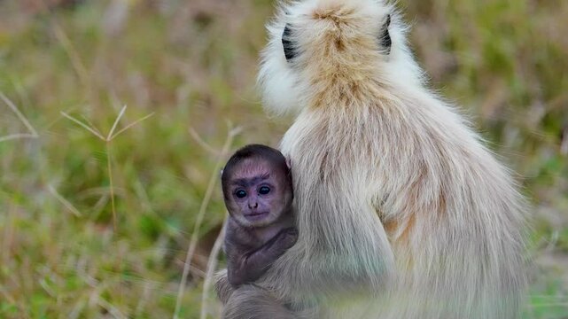 On the forest floor, a grey langur sits alert while its young one plays nearby, tumbling in the leaves. The mother watches closely, ready to protect and guide.