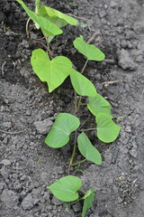young yam plant on chernozem background, growing yam at home, farming 