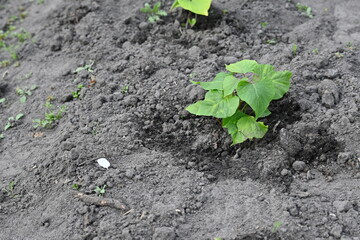 young yam plant on chernozem background, growing yam at home, farming 
