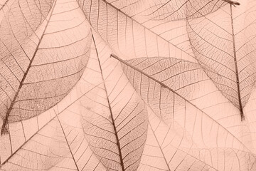 Decorative skeleton leaves, toned in mocha mousse shade. Color of 2025 year