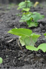 young yam plant on chernozem background, growing yam at home, farming 