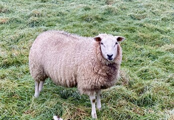 Sheep in a Rural Pasture Field, selective focus