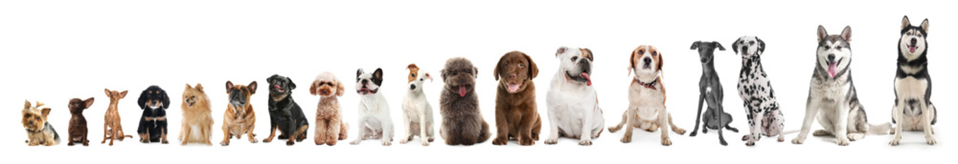 Adorable dogs of different sizes in row on white background, from smallest to largest