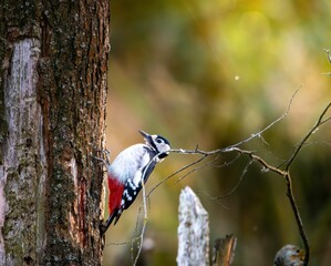 Great spotted woodpecker perched on a tree trunk in a forest, with its vibrant red and black plumage