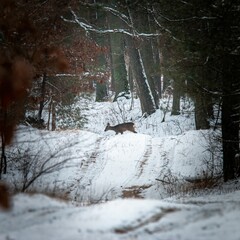 Deer crossing a snowy forest path, surrounded by trees, creating a serene winter scene