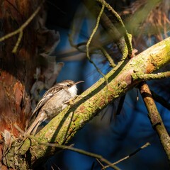 Short-toed treecreeper perched on a moss-covered branch in a forest, illuminated by sunlight.