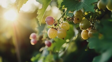 Obraz premium Ripe gooseberries on a vine glowing in sunlight with delicate blossoms in a lush garden setting