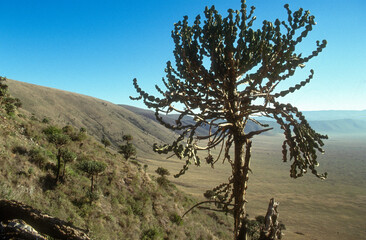 Euphorbia busei, Euphorbe busei,  Parc national du N.Gorongoro Crater, Tanzanie
