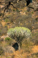 Euphorbe candelabre, euphorbia candelabrum, Parc national du Ruaha, Tanzanie