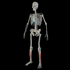 3d Illustration of Extensor Digitorum Longus Muscles on Male Human Body