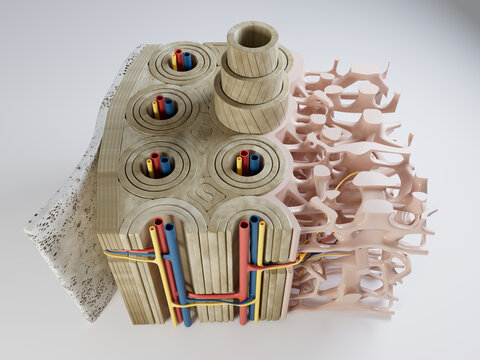 3d Illustration of Section of the Human Bone Structure version 2