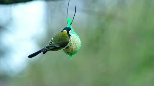 Rainy spring day with great tit feeding on seeds from green net feeder in nature