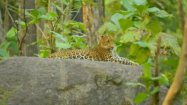 The Indian leopard (Panthera pardus fusca) is a versatile big cat with stunning rosettes, thriving in diverse habitats, from forests to urban edges, showcasing agility and stealth.