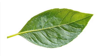 Obraz premium Single green chochos leaf isolated on white background showcasing intricate texture and details of natural foliage in close-up view