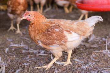 Close up of brown chicken in chicken farm