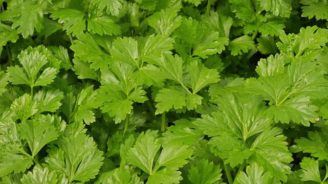 fresh celery
