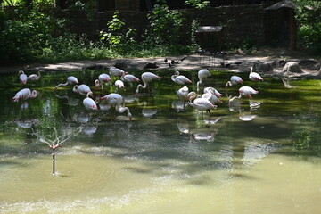 pink flamingo birds in the zoo behind a net, a flock of flamingos in captivity 