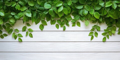 Lush green leaves arranged along the top edge of a clean white wooden surface with a soft top-down perspective highlighting vibrant spring beauty.
