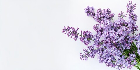 Vibrant purple lilac bouquet in a vase positioned on the right with ample white background space for text or product placement