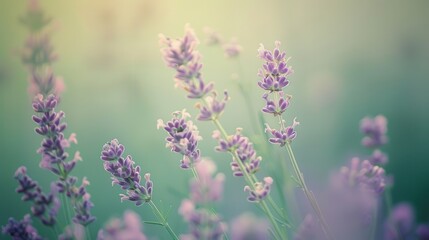 Fototapeta premium Softly Blurred Lavender Field with Delicate Blooms Bathed in Gentle Natural Light Creating a Tranquil and Serene Atmosphere for Relaxation and Mindfulness