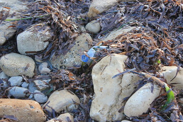 beach pollution with plastic waste