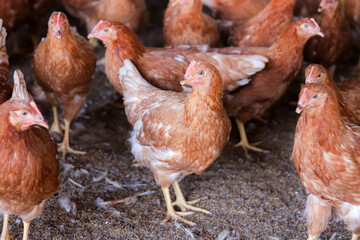 Close up of brown chicken in chicken farm