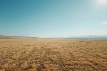 Naklejka premium Expansive golden fields under a clear blue sky at midday in a rural landscape