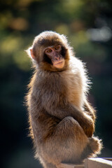 Japanese monkey macaque