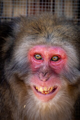 Laughing monkey