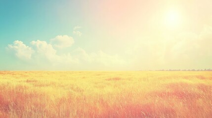 Fototapeta premium Golden wheat field under a bright summer sky.