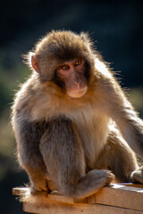 Monkey (macaque)