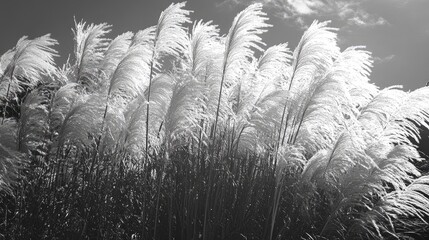 Elegant Silver Grass in Black and White Against a Dramatic Sky Capturing the Essence of Natural Beauty and Serenity