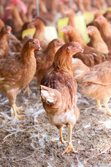 Close up of brown chicken in chicken farm