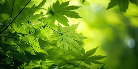 Fototapeta premium Lush green maple leaves create a soft bokeh effect with light filtering through, showcasing vibrant shades of green in a natural setting.