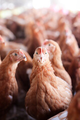 Close up of brown chicken in chicken farm