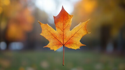 Vibrant Autumn Maple Leaf Against a Softly Blurred Background Highlighting Nature's Beauty and Freshness