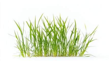 Obraz premium Cereal rye grass isolated on white background showcasing vibrant green color and texture for agricultural or natural food themes.