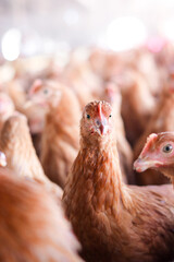 Close up of brown chicken in chicken farm