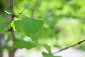Fresh Ginkgo biloba leaves on tree branches illuminated by soft spring sunlight. Bright green fan-shaped foliage with natural bokeh background, perfect for botanical, wellness, eco and nature-related 