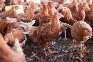 A lot of brown chicken in chicken farm