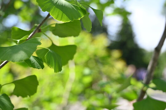 Fresh Ginkgo biloba leaves on tree branches illuminated by soft spring sunlight. Bright green fan-shaped foliage with natural bokeh background, perfect for botanical, wellness, eco and nature-related - Powered by Adobe