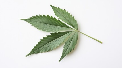 Close-up of a single green cannabis leaf isolated on a white background showcasing its distinctive serrated edges and vibrant color.