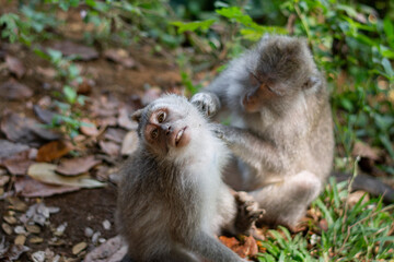 Obraz premium The monkey is looking for fleas. Macaca fascicularis, crab-eating macaque, long-tailed macaque in Monkey Forest, Ubud, Bali, Indonesia. Close up. Cute Monkeys. Animal in wild nature