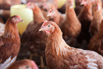 Close up of brown chicken in chicken farm