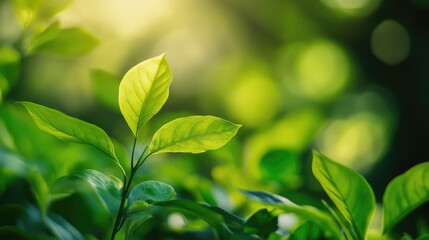Obraz premium Selective Focus on Lush Green Leaves Illuminated by Soft Sunlight in a Serene Natural Setting with Vibrant Bokeh Background