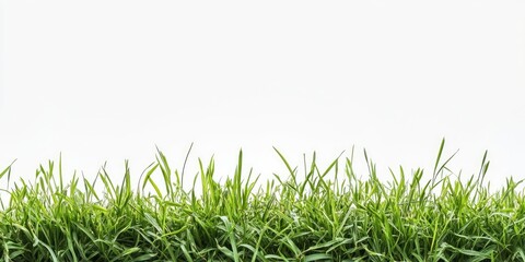Vibrant green grass arranged in a row against a bright white background with ample negative space for text at the top and bottom of the image