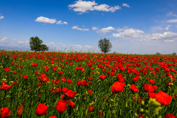 Large poppy field in Kazakhstan.