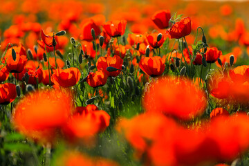 Large poppy field in Kazakhstan.
